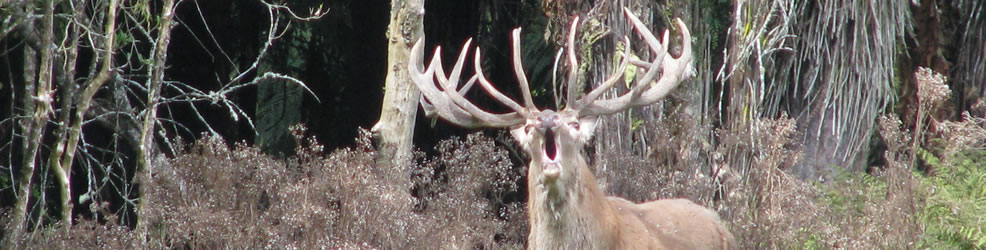 Roaring Red Stag New Zealand