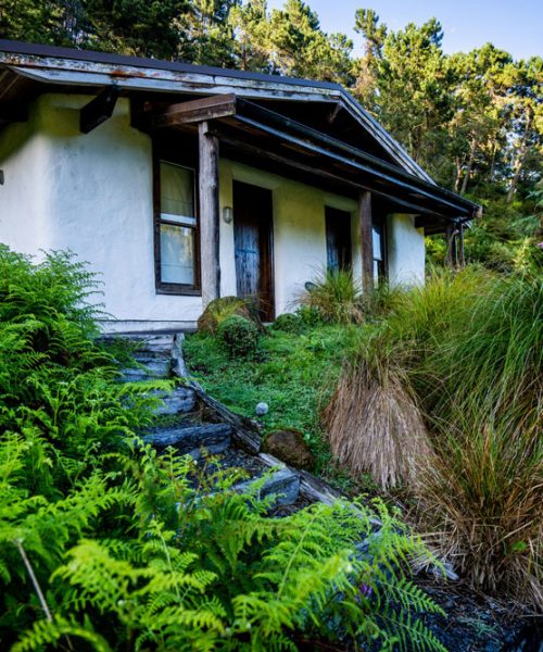 Chamois - Kuranui Estate - New Zealand